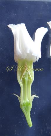  Flower V.S.